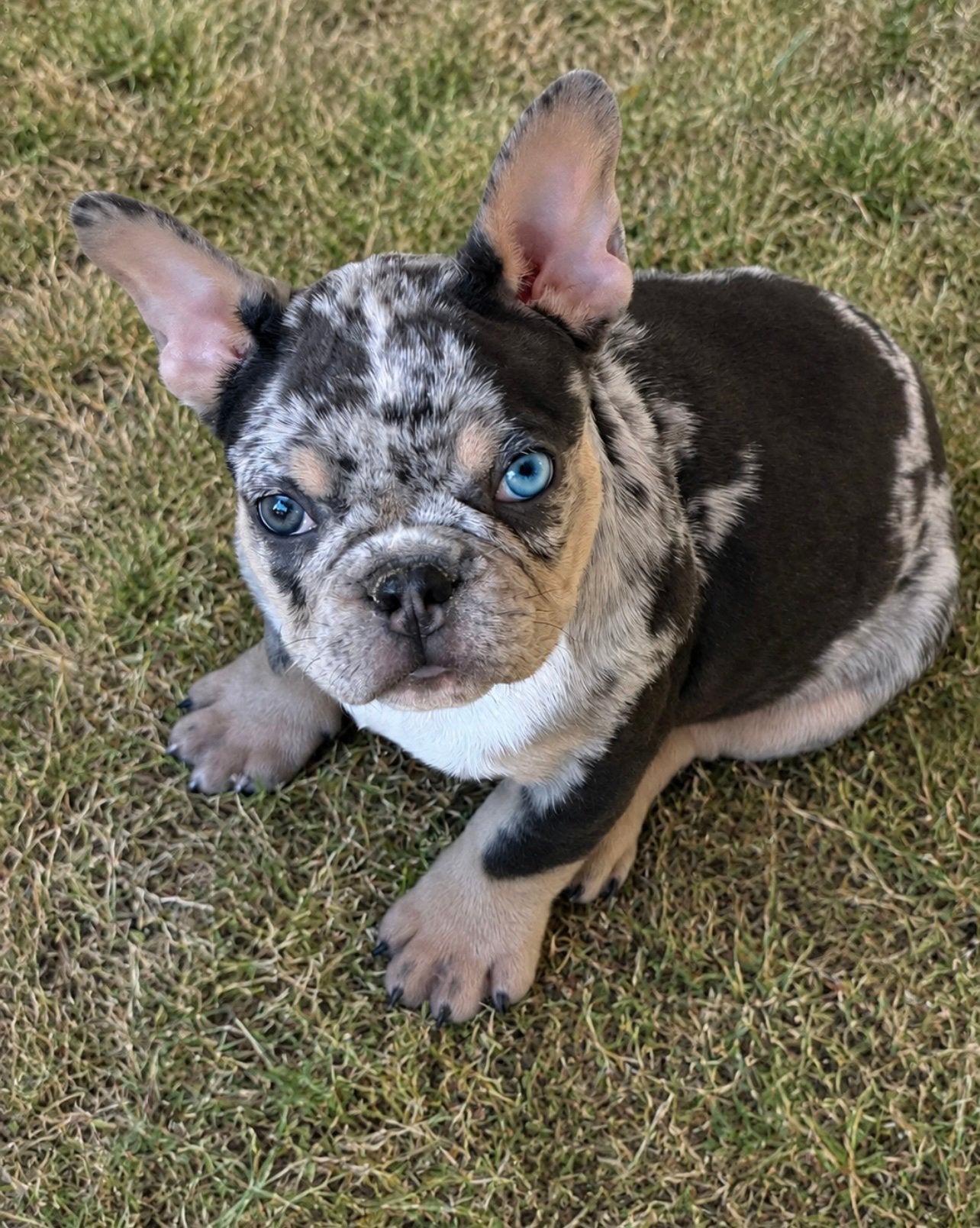 franse bulldog pups,merle,isabella,fawn, België, 8 tot 15 weken, CDV (hondenziekte), Bulldog