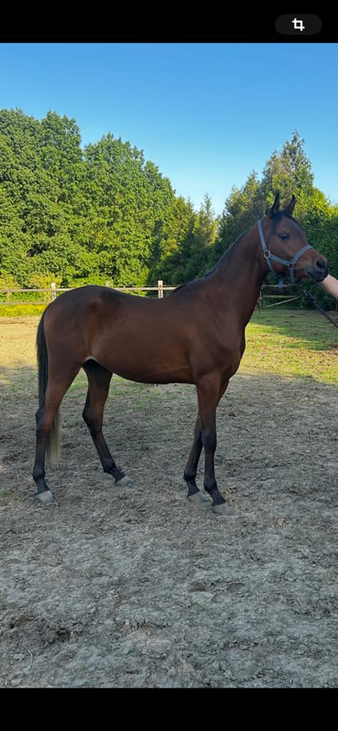 Paard