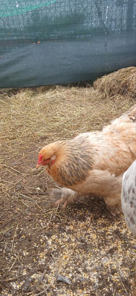 Beaux Brahmas à vendre — 2 notes complètes, Animaux & Accessoires, Volatiles, Poule ou poulet, Plusieurs animaux