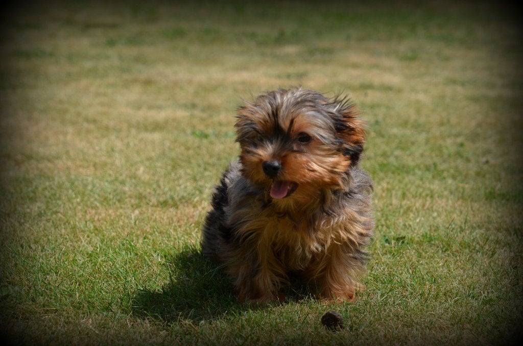 Yorkshire Terrier pups teefjes, België, 8 tot 15 weken, Teef, Meerdere