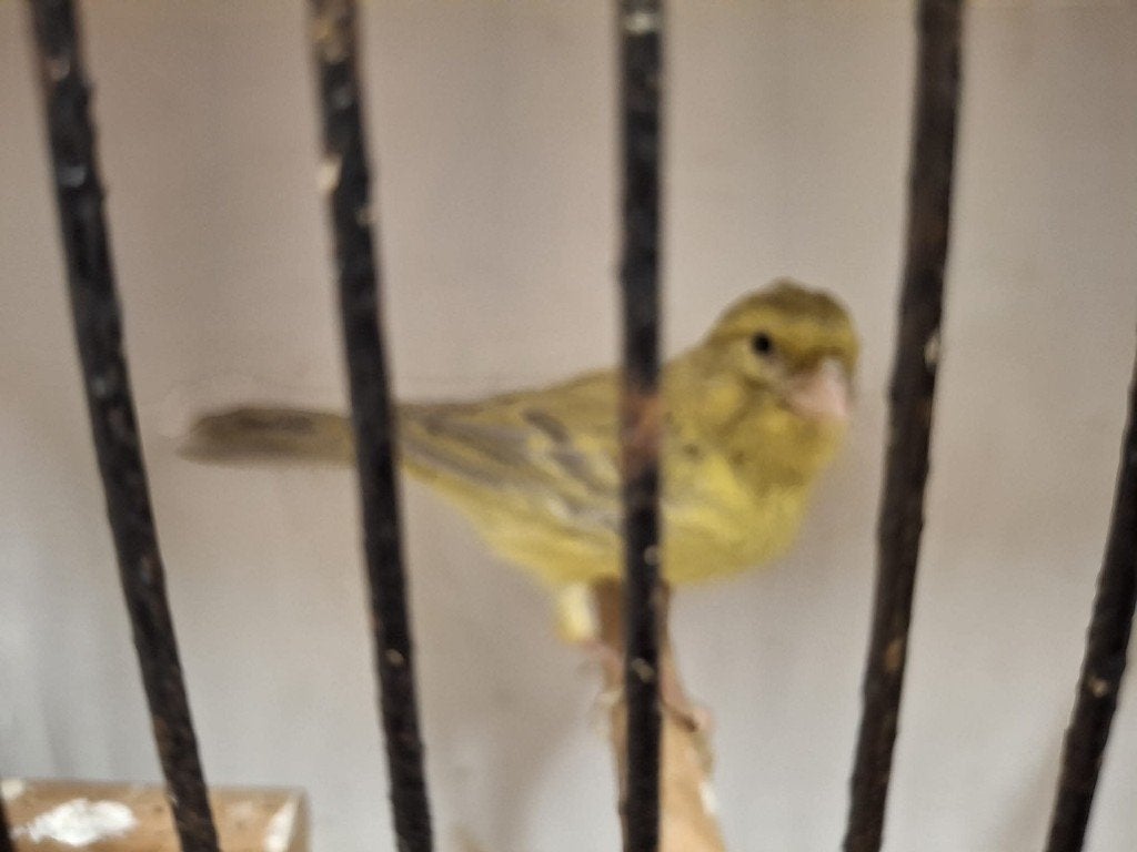 mooie jonge kanarie man (goede zanger), Dieren en Toebehoren