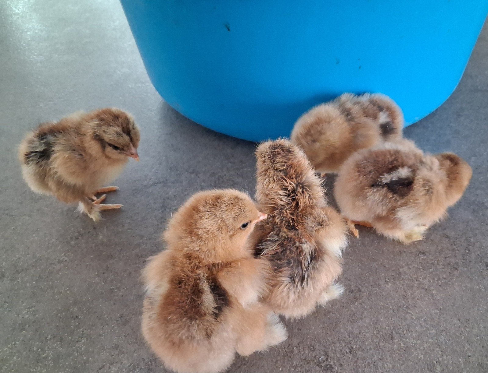 Ééndagskuikens goud dubbelgezoomd braghmakriel, Dieren en Toebehoren, Pluimvee, Kip
