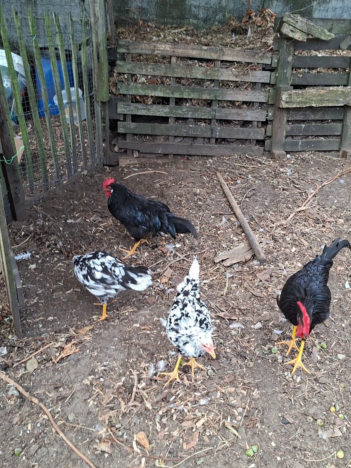 Toompje leghorns, Plusieurs animaux, Poule ou poulet