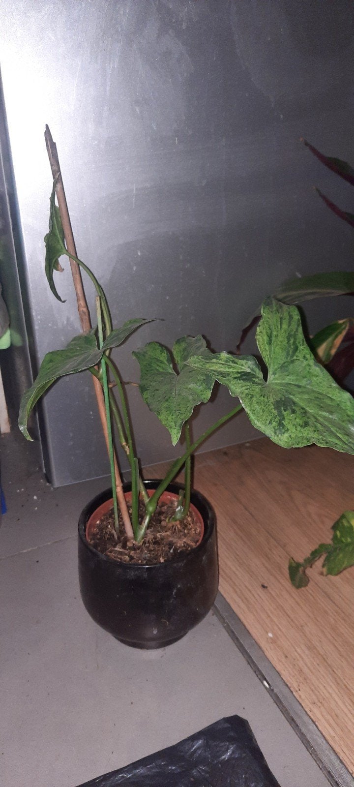 plante Syngonium podophyllum variété motlled mojito à 3 pous, Maison & Meubles, Autres espèces, En pot, Plante à fleurs, Moins de 100 cm