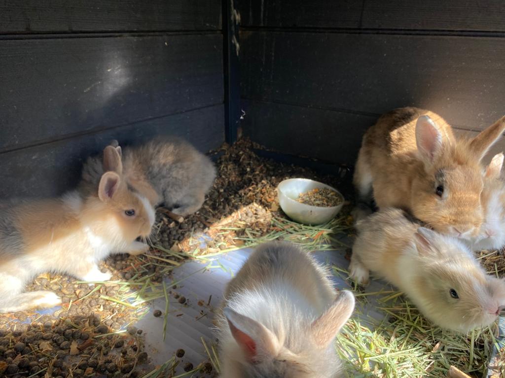 5 kleine konijntjes- een maand oud, Dieren en Toebehoren, Konijnen