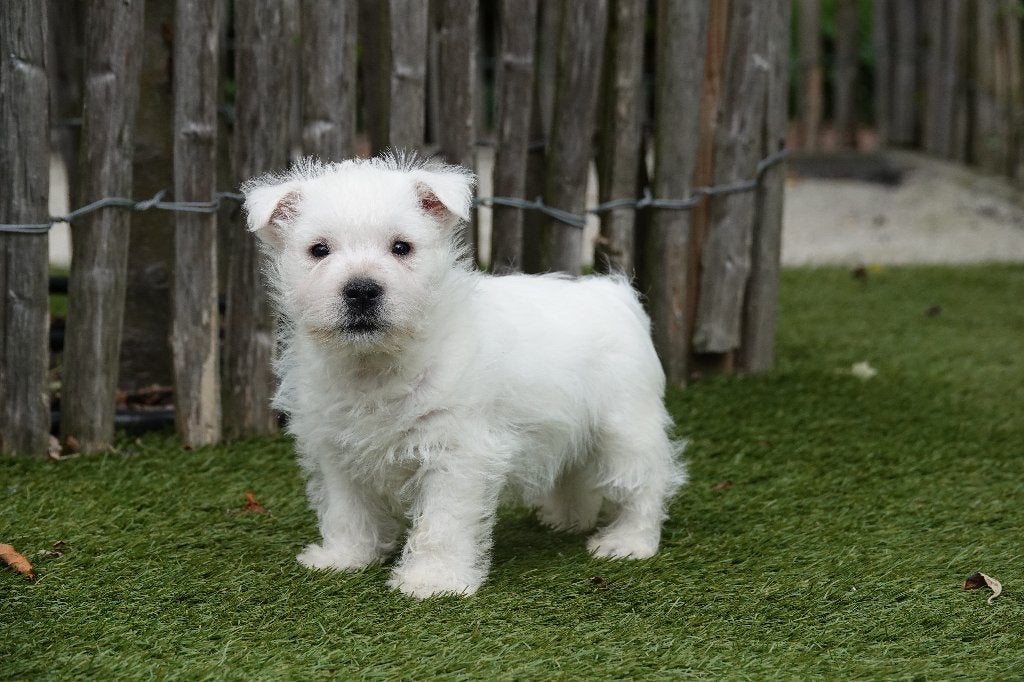 Prachtige West Highland White Terriër (Westie), Parvo, België, Overige rassen, 8 tot 15 weken