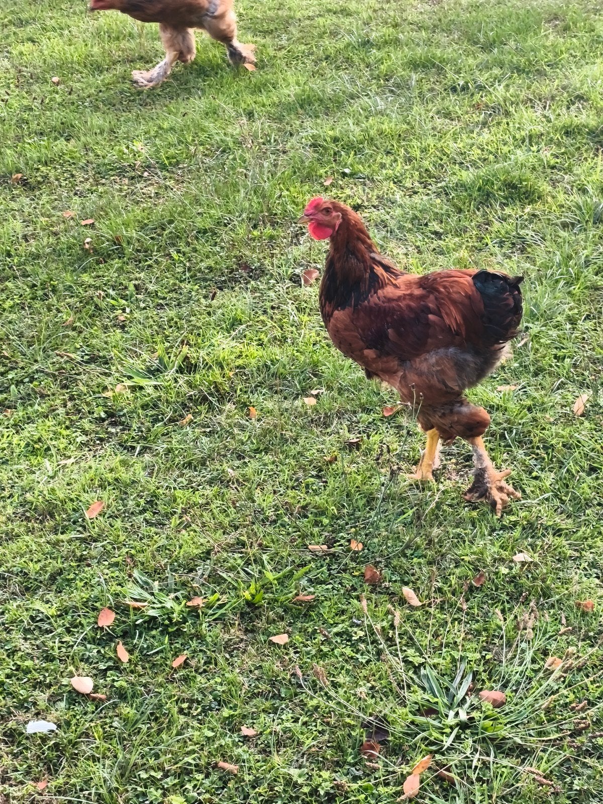 coq Brahmâ perdrix doré maillé, Animaux & Accessoires, Mâle, Poule ou poulet