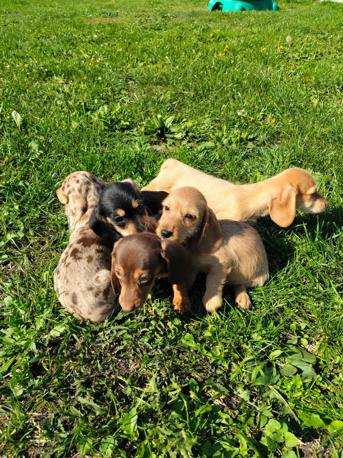 prachtige teckel pups, België, 8 tot 15 weken, Teef, Dwerg