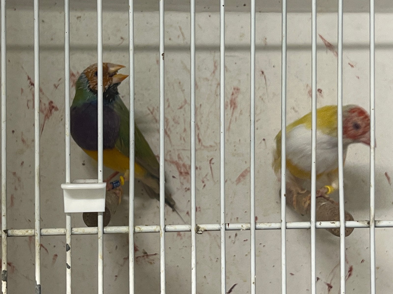 Split lutno x lutino, Dieren en Toebehoren, Vogels | Kanaries