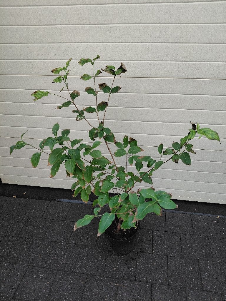 Cornus China Girl, Tuin en Terras, Ophalen