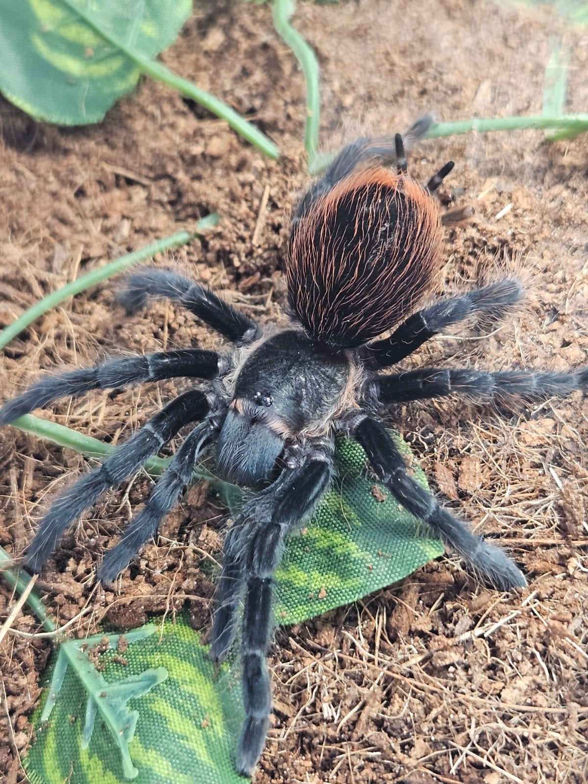 Tliltocatl vagans vrouw 4 cm lichamlengte, Dieren en Toebehoren, Insecten en Spinnen