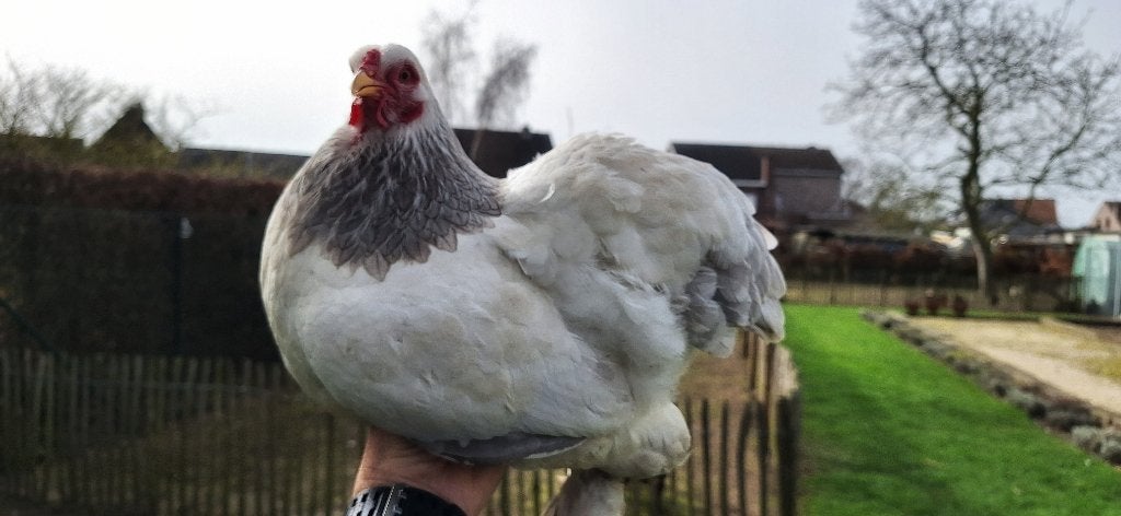 Brahma kriel wit-zwart columbia, Animaux & Accessoires, Poule ou poulet