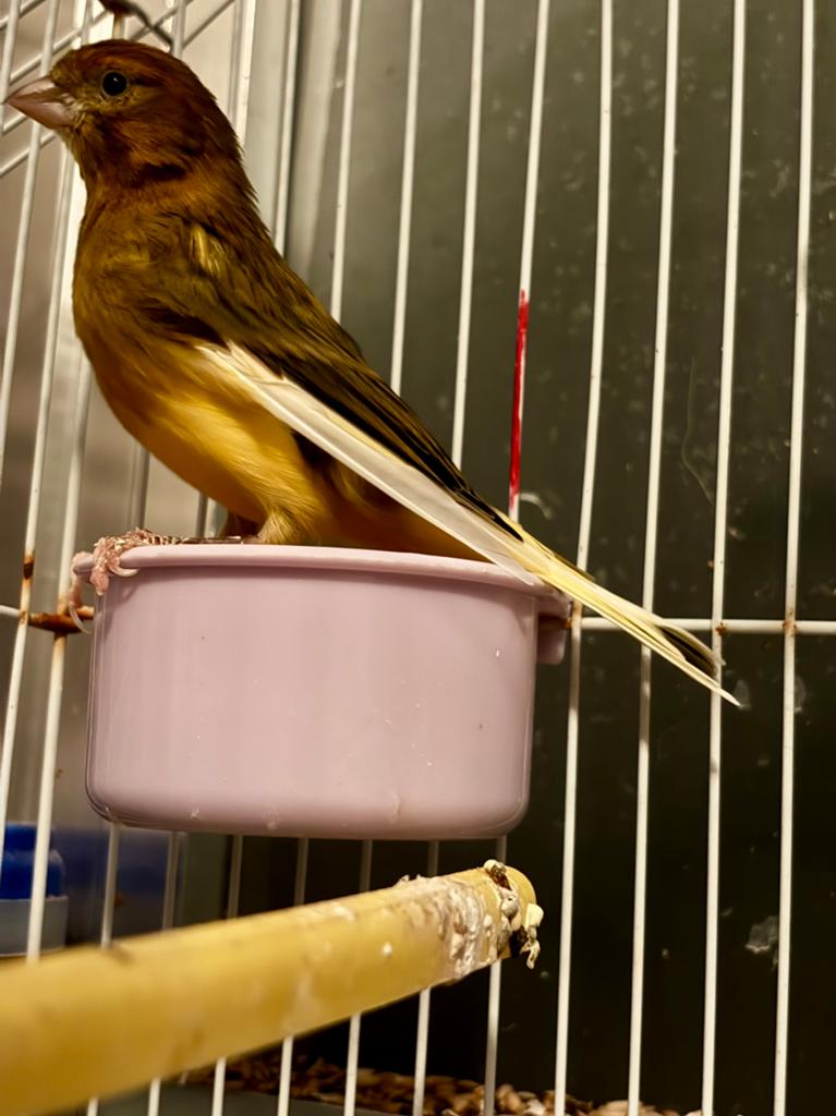 Canari Arlequin, Animaux & Accessoires, Mâle, Canari de posture