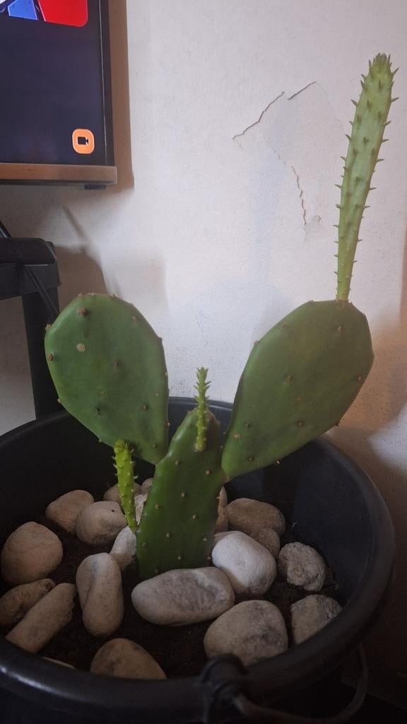 Schijf cactus, Jardin & Terrasse, Enlèvement ou Envoi, Plein soleil, Hiver
