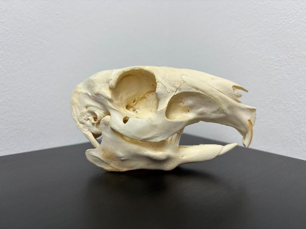 Verschillende schedels knaagdieren, Ophalen of Verzenden