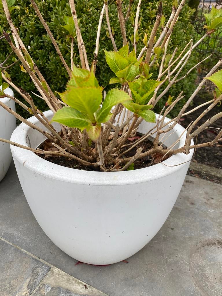 Elho pot met hortensia, Tuin en Terras, Ophalen, Vaste plant