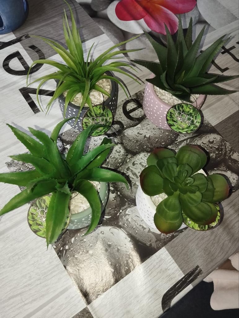 Set van 4 plantjes in potjes nieuw, Ophalen