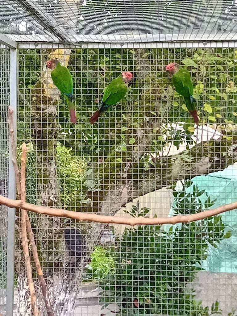 Pyrrhura roseifrons, Animaux & Accessoires, Plusieurs animaux, Perruche, Bagué