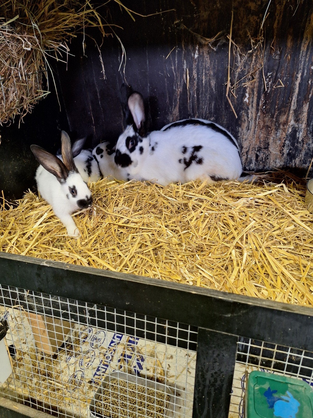 Konijnen vlinders zuiver ras, Dieren en Toebehoren, Ophalen