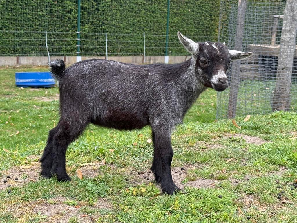 Dwerggeit mieke blauwschimmel, Dieren en Toebehoren, Vrouwelijk, Geit, 0 tot 2 jaar