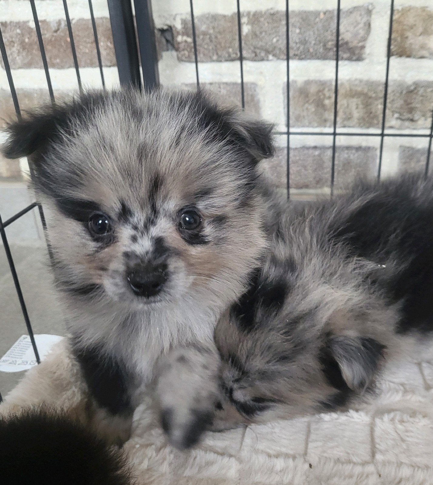 Chiot de Poméranie/Chiot pygmée/Chiot de petit loulou, Loulou, Chien (mâle), Belgique, Un chien