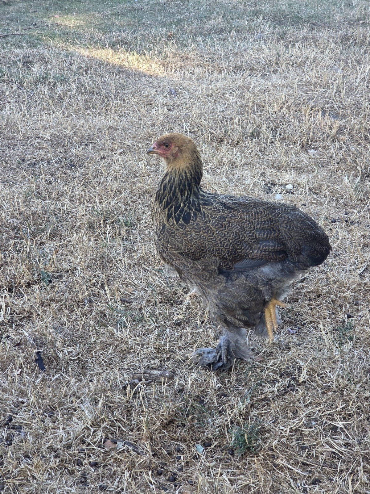 Brahma groothoender goudpatrijs