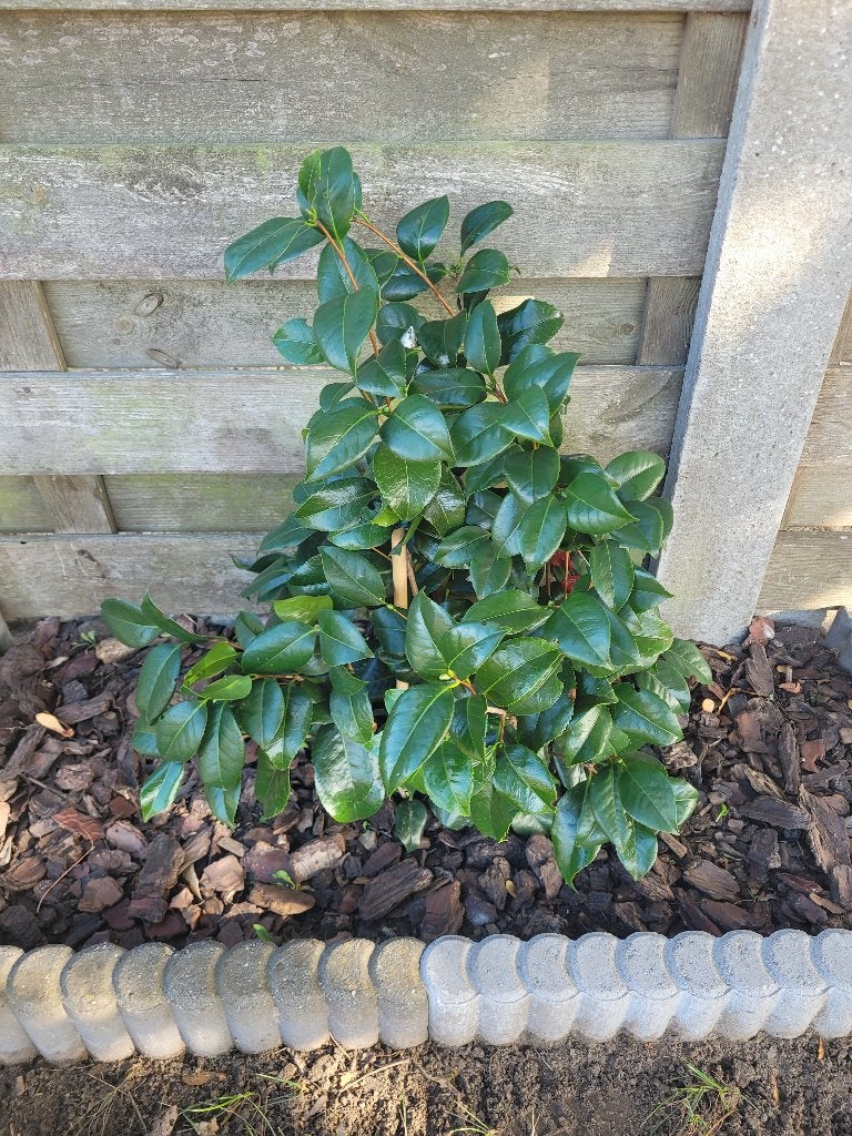Planten, Tuin en Terras, Planten | Tuinplanten, Vaste plant, Halfschaduw, Lente, Ophalen
