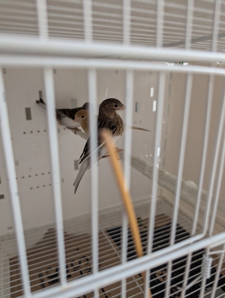 Canaris 2026, Plusieurs animaux, Canari chanteur