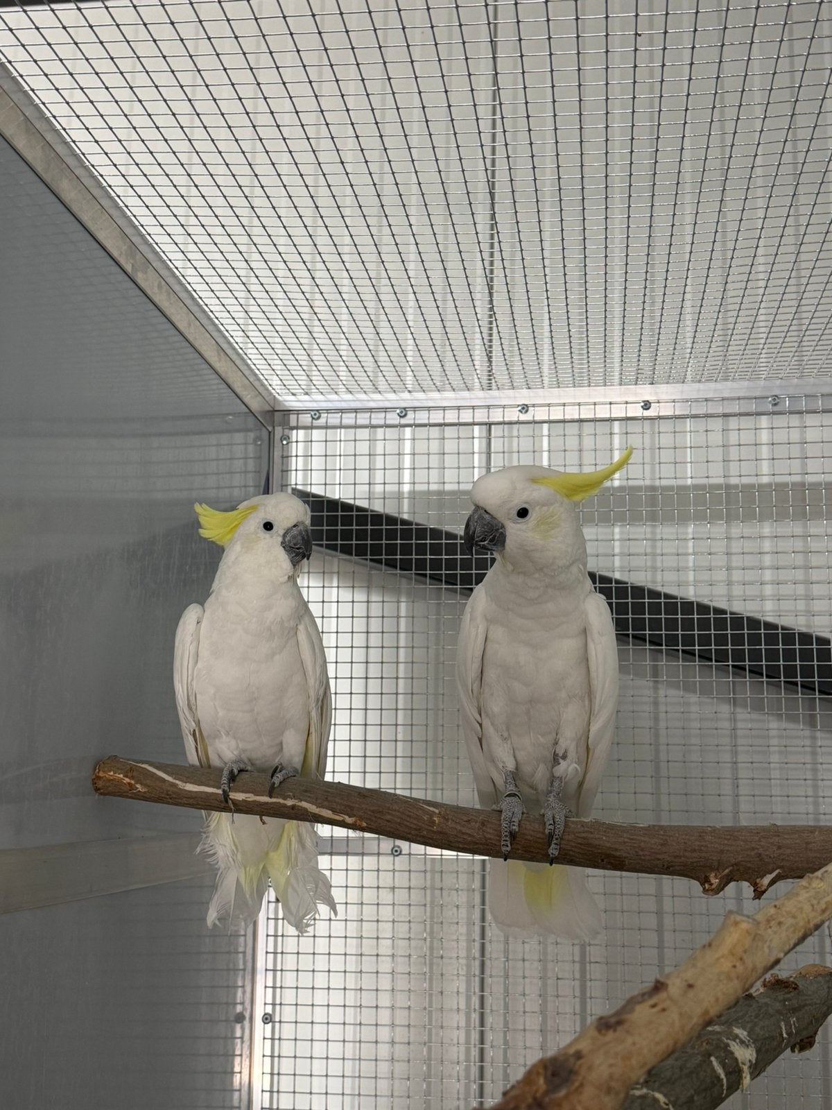 Koppel middel geelkuif kaketoe. Galerita Elenora, Meerdere dieren, Papegaai, Geringd