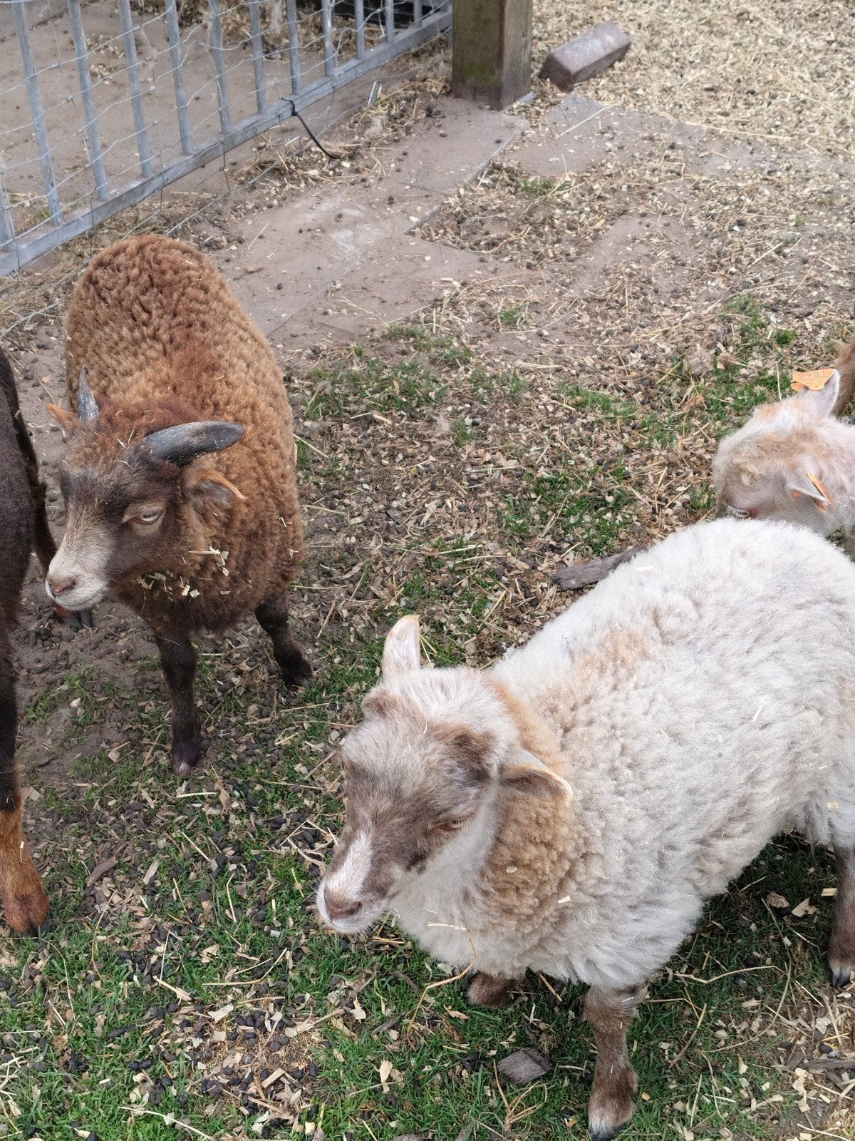 Mooie mini schapen ( ouessant ras ), Dieren en Toebehoren, Meerdere dieren, Schaap, 0 tot 2 jaar