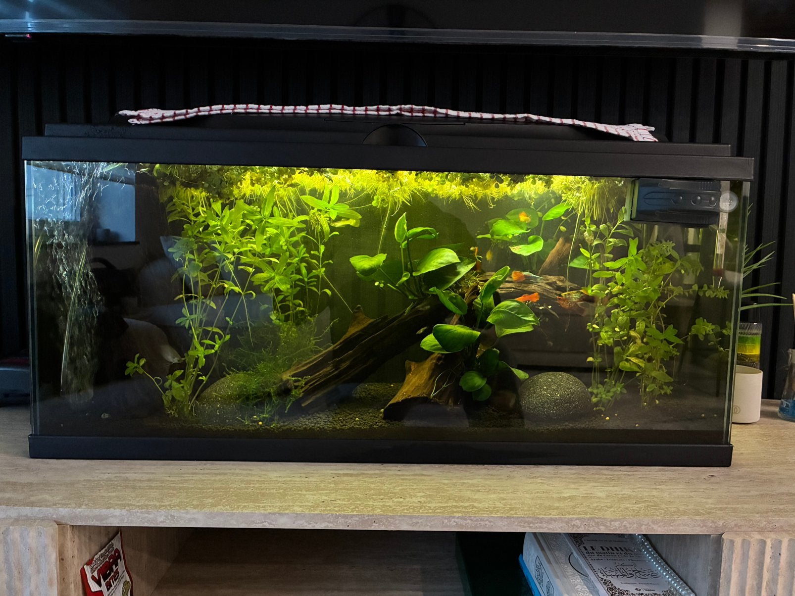 Aquarium, plantes, poissons, …, Enlèvement, Comme neuf