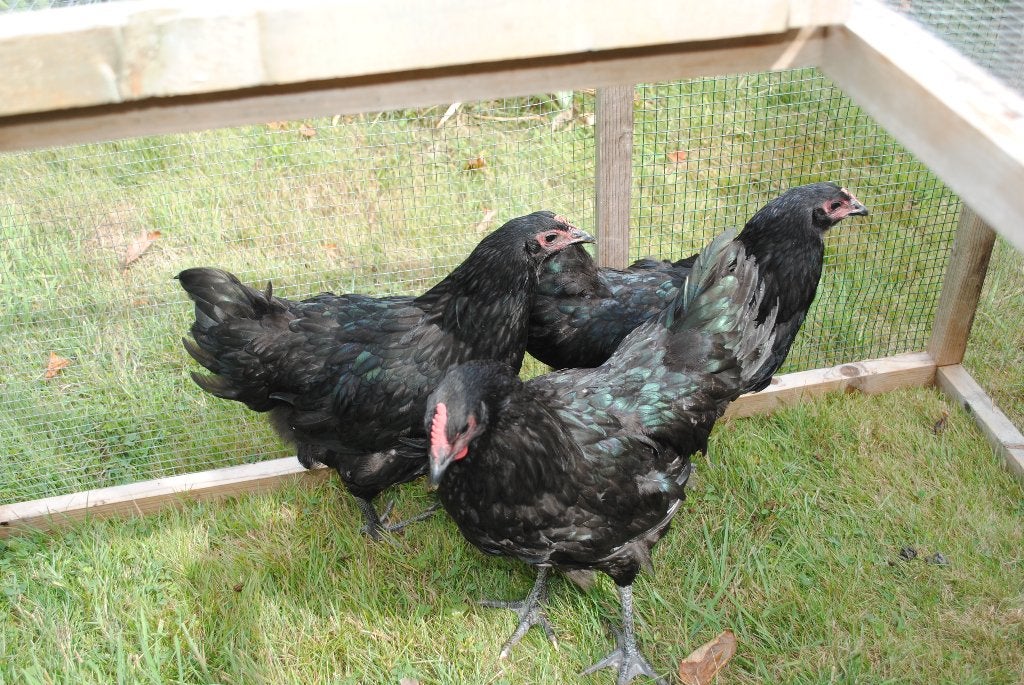 Australorp hanen, Dieren en Toebehoren, Pluimvee, Mannelijk, Kip