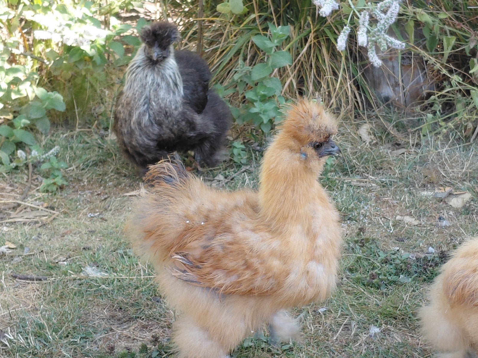 zijdehoender hennetje, Dieren en Toebehoren, Pluimvee