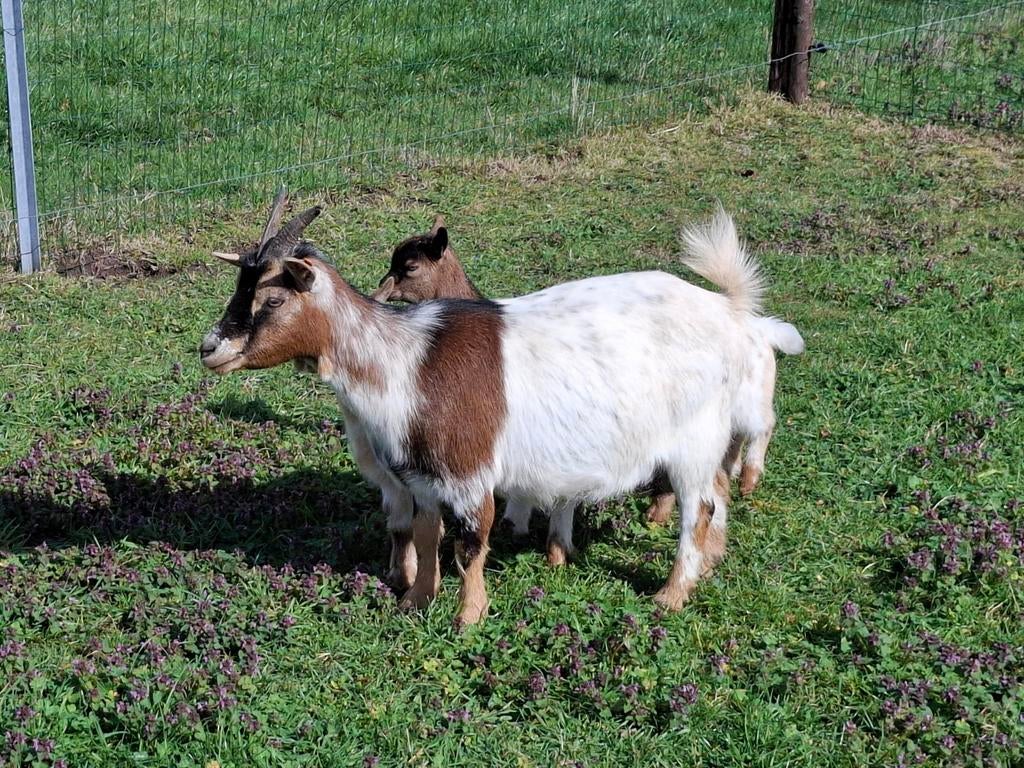 Dwerggeit mieke, Femelle, Chèvre, 0 à 2 ans