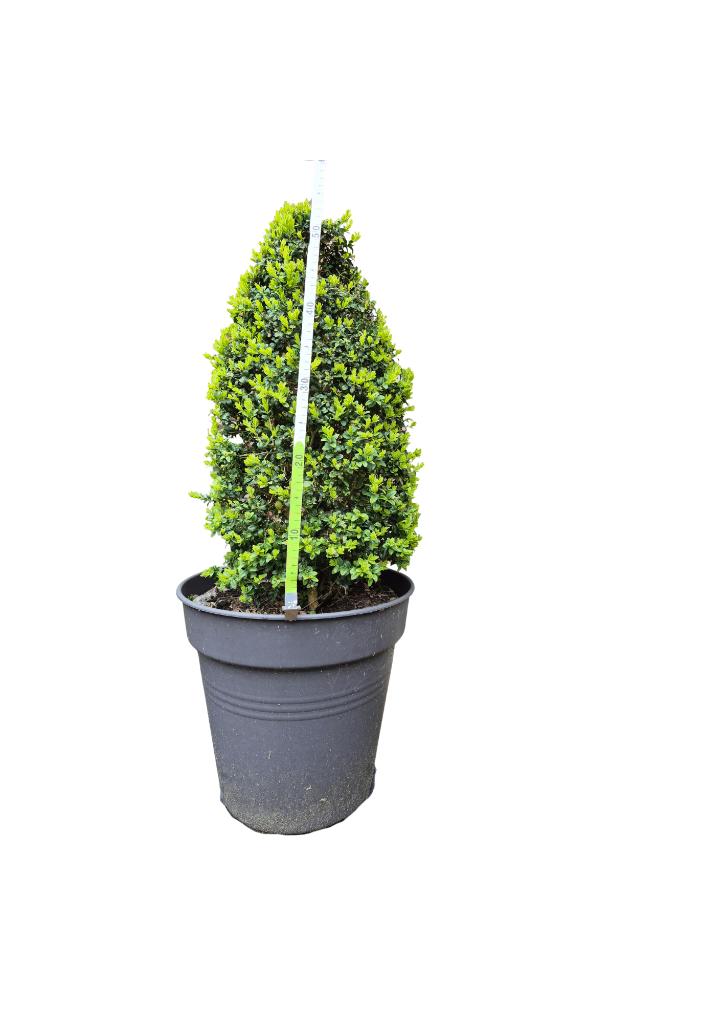 Buxus in pot, 50 cm hoog, Tuin en Terras, Ophalen, Vaste plant, Overige soorten