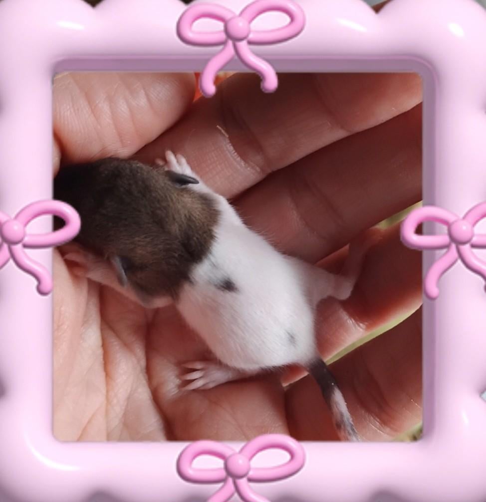 Handtamme dwergratjes, Dieren en Toebehoren, Knaagdieren, Meerdere dieren, Rat, April, Tam