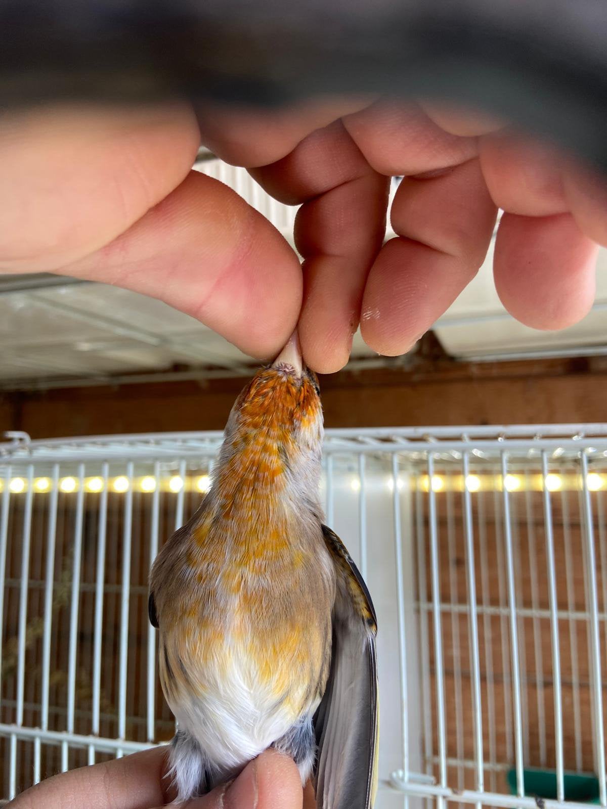 Kruiser distelvink x kanarie man, Animaux & Accessoires, Mâle, Oiseau chanteur sauvage, Bagué