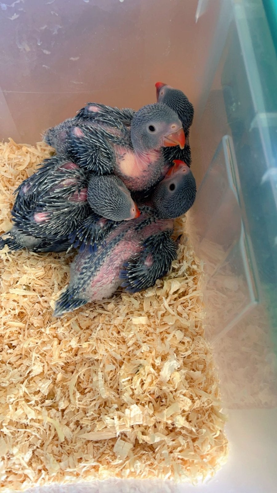 halsbandparkieten, Animaux & Accessoires, Reptiles & Amphibiens