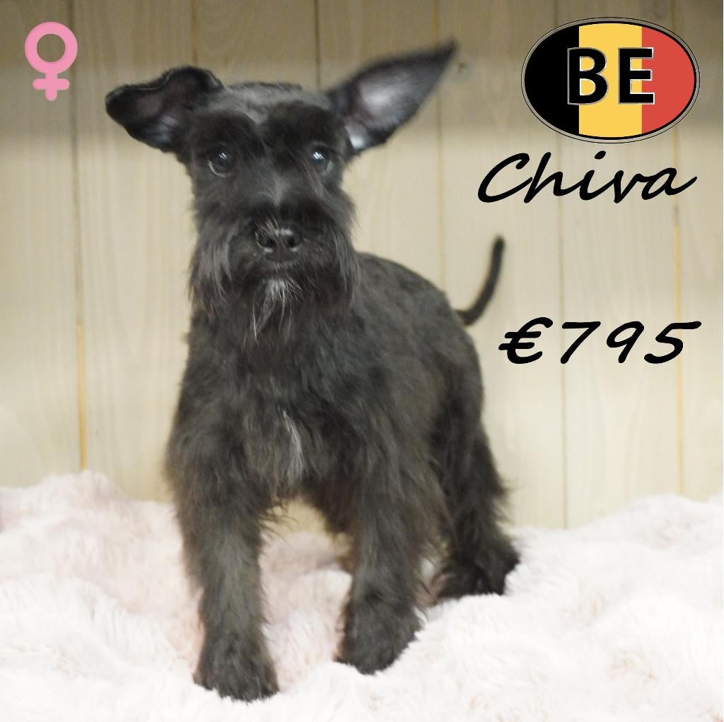 Schnoodle – puppy’s met een zacht en levendig karakter, Parvo, België, 15 weken tot 1 jaar, Meerdere
