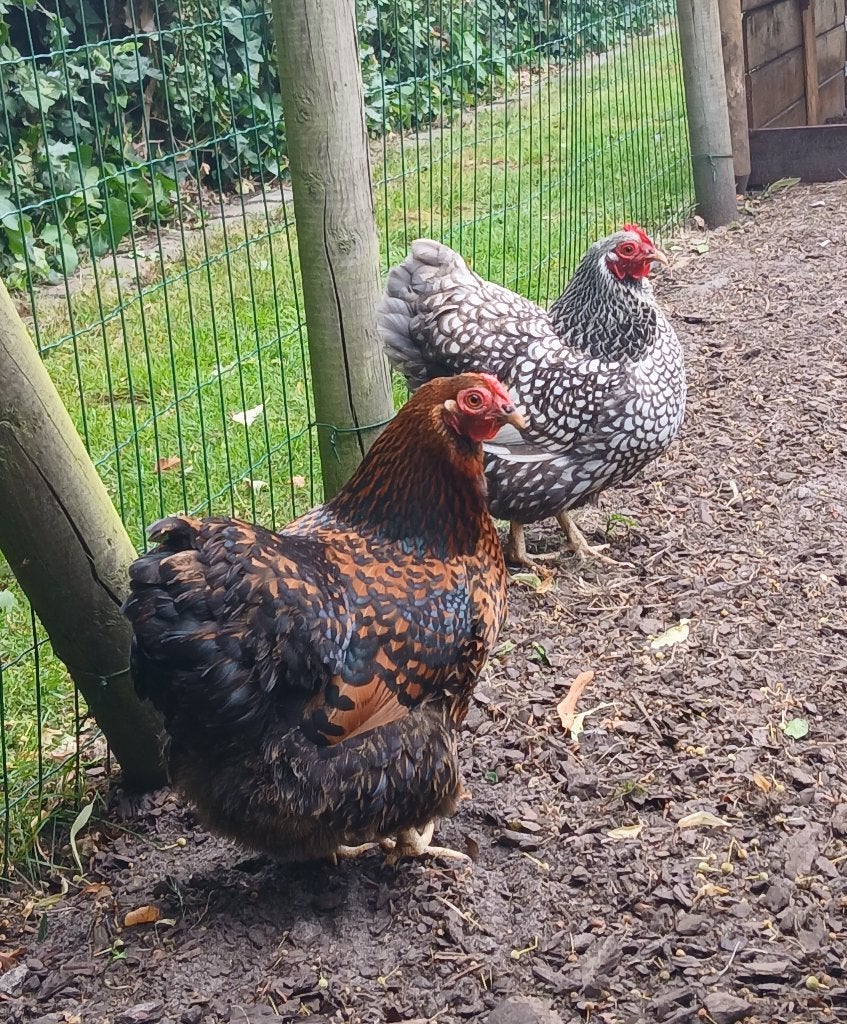 Wyandotte kriel en toebehoren, Animaux & Accessoires, Volatiles, Poule ou poulet, Femelle