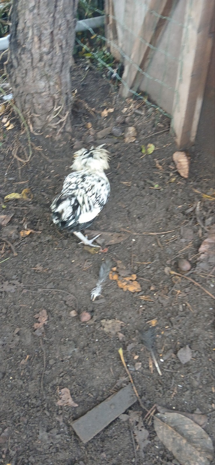een mooie padua kriel haan te koop., Mâle, Poule ou poulet