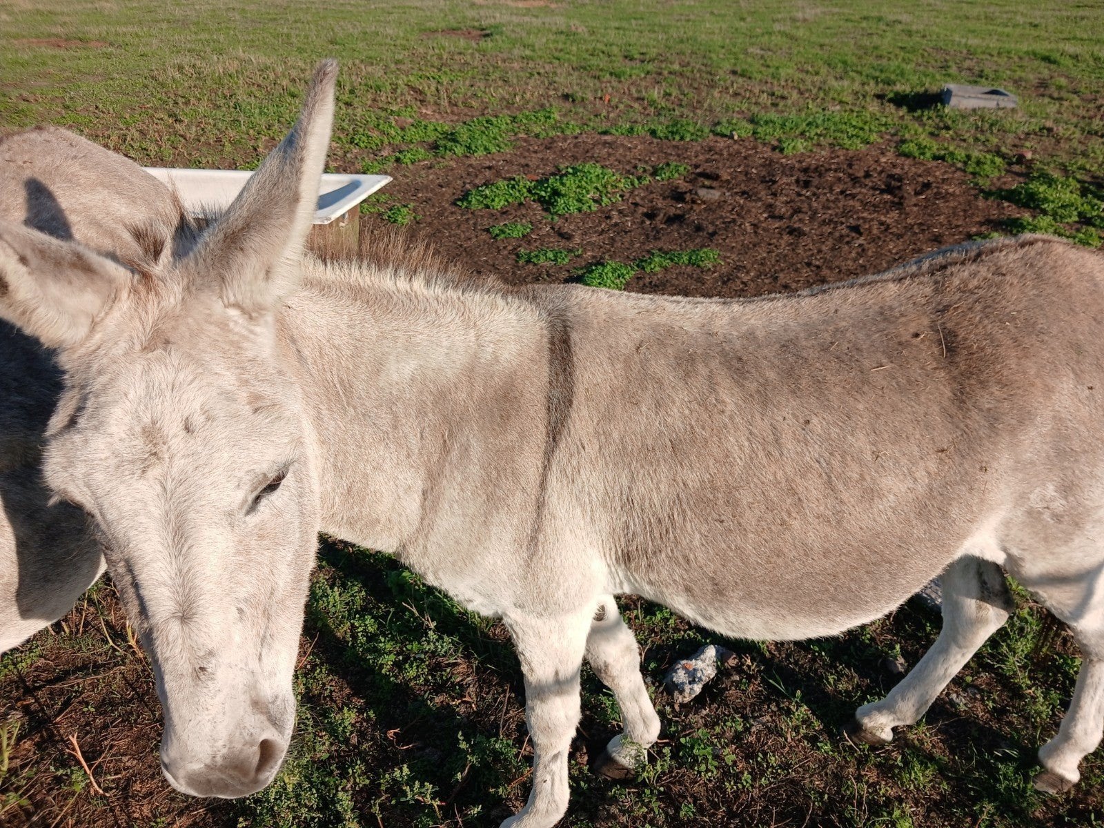 mule