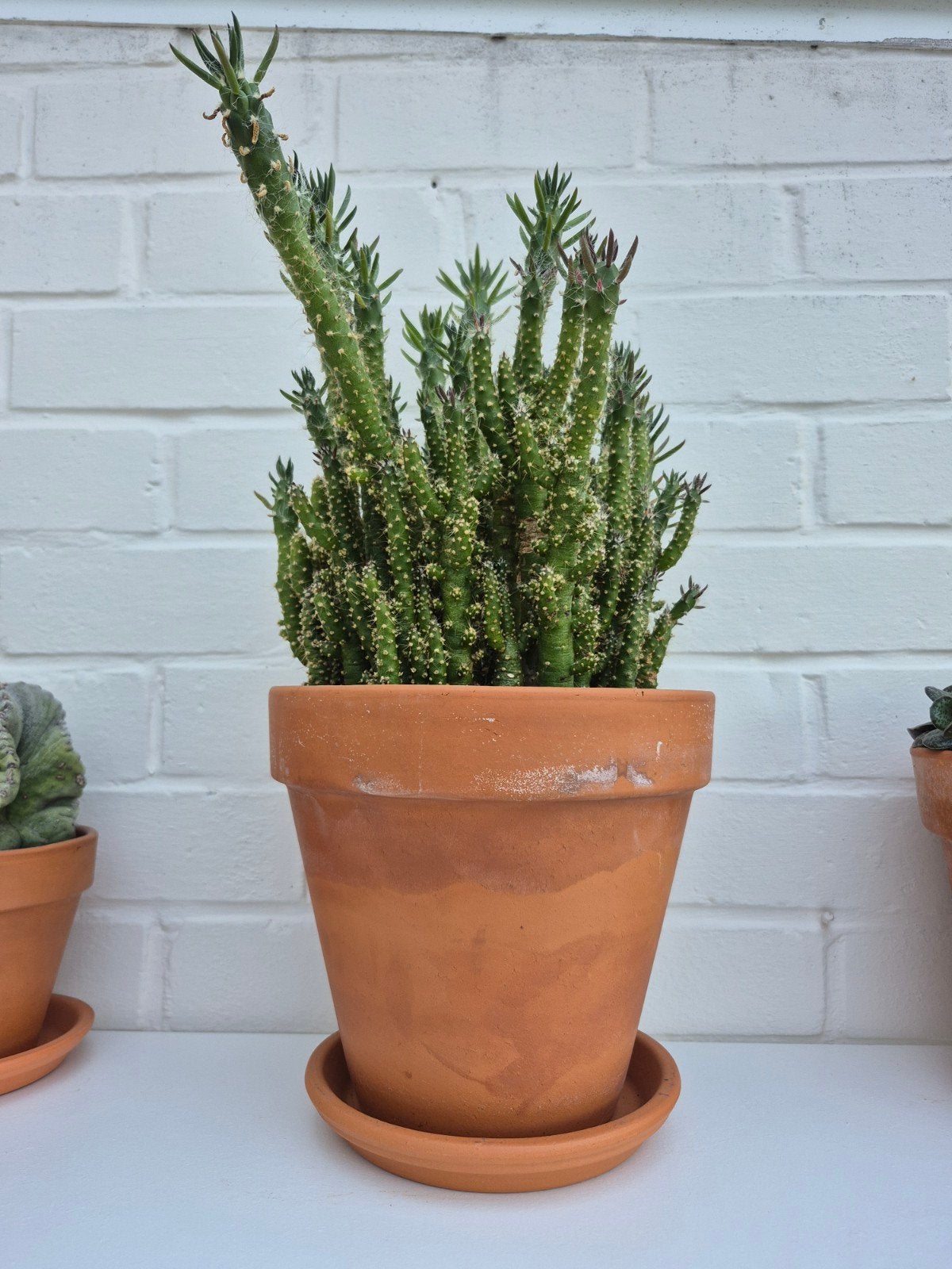 Grote cactus/vetplant, Ophalen, Terracotta