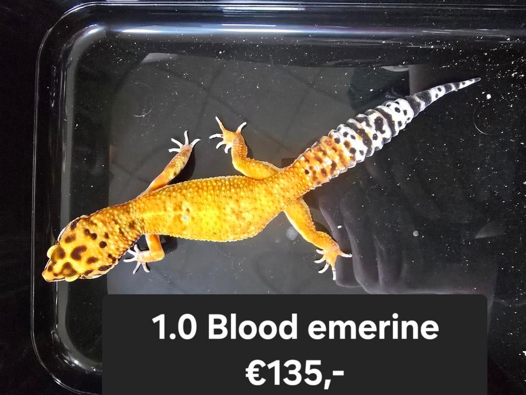 Vele luipaardgekko's in diversen kleuren zowel, Dieren en Toebehoren, Reptielen en Amfibieën, Amfibie