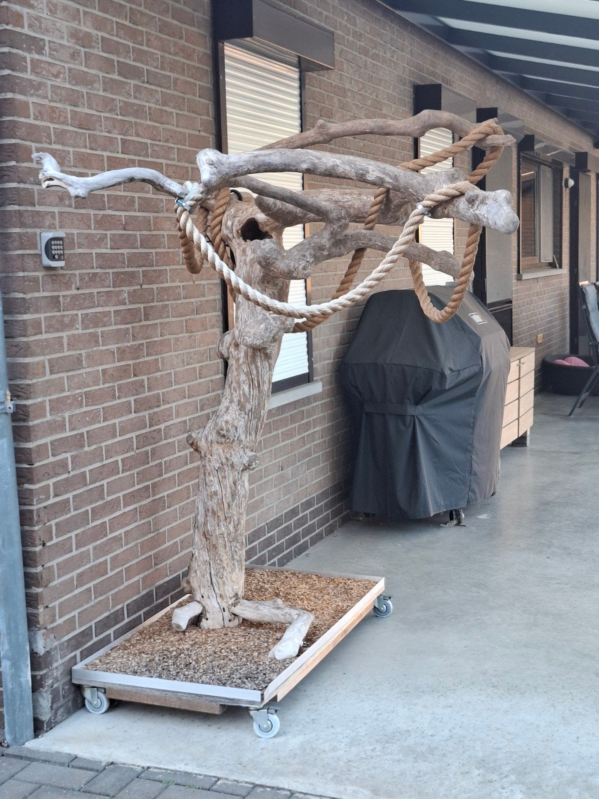 arbre Java, Perroquet