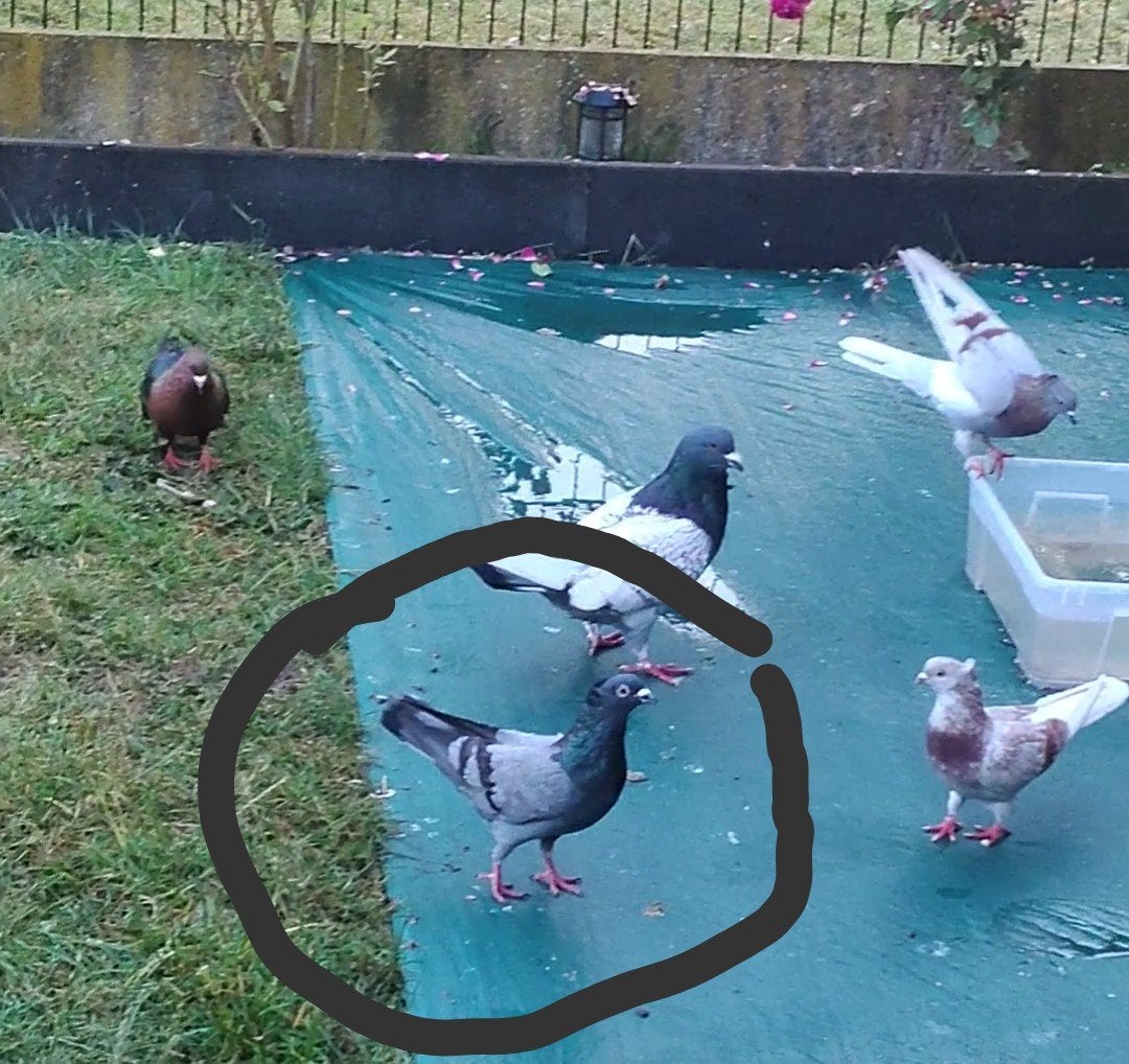 Récompense pour le pigeon perdu