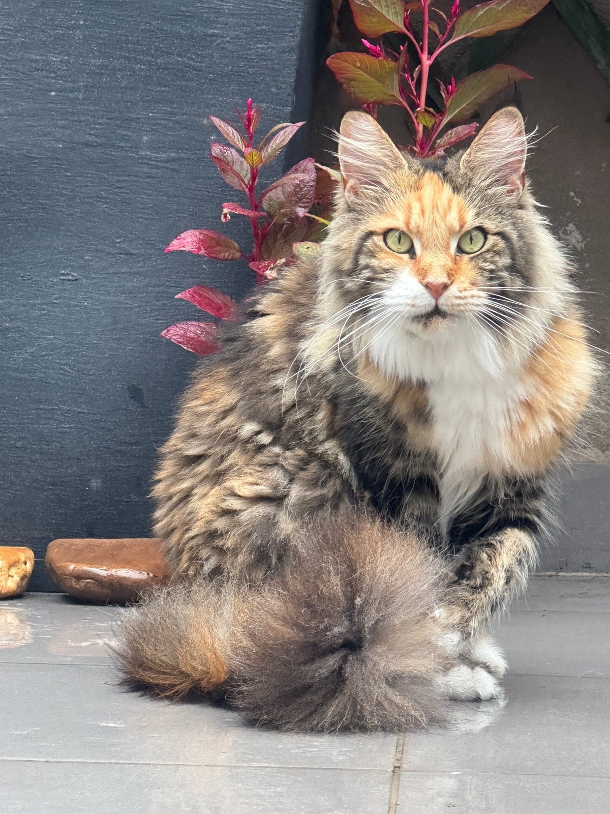 Maine coon poes, Dieren en Toebehoren, Poes, Met stamboom, 3 tot 5 jaar