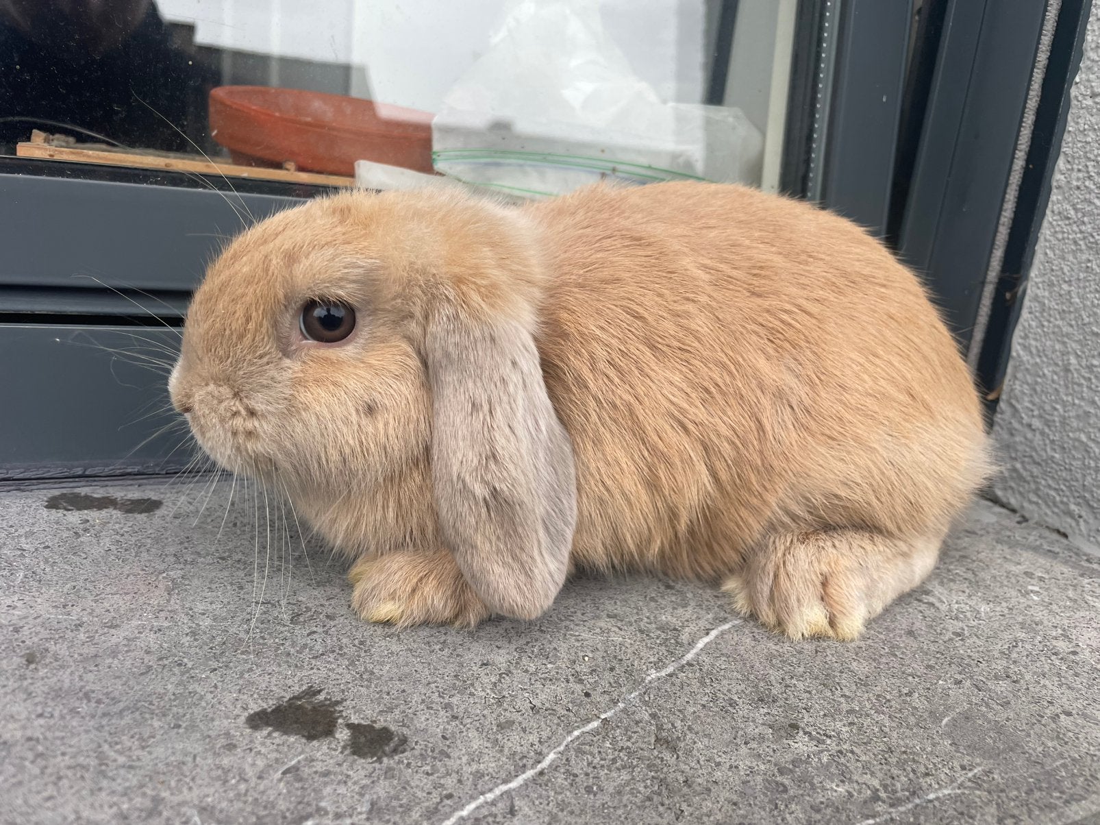 Minilop konijntje, Animaux & Accessoires