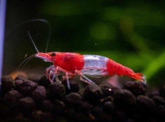 25 stuks aquarium Garnalen Rode Rili Neocaridina, Homard, Crabe ou Crevette, Poisson d'eau douce, Banc de poissons