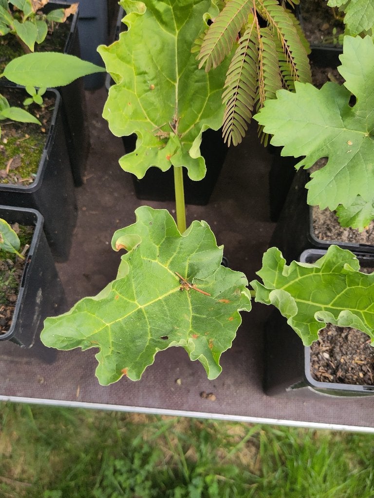 Rhubarbe, Jardin & Terrasse, Été, Enlèvement, Plantes potagères, Plante fixe